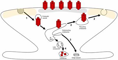 Mechanisms of AMPA Receptor Endosomal Sorting